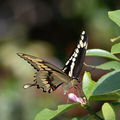 swallowtail butterfly on a flower