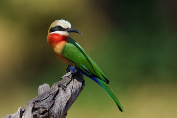 White-fronted bee-eater on a branch