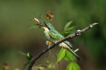 Little bee-eater feeding on an insect