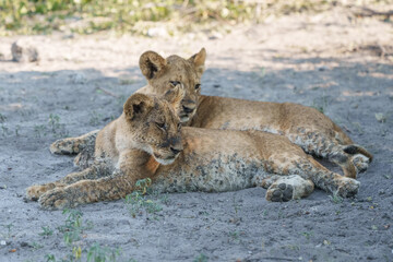Lion cubs in repose