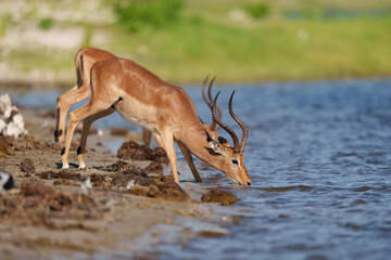 Impalas drinking at the river