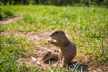 Gophers at their burrow.