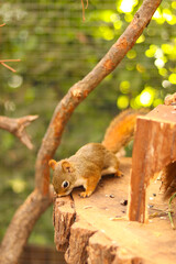 cute squirrel in the paddock