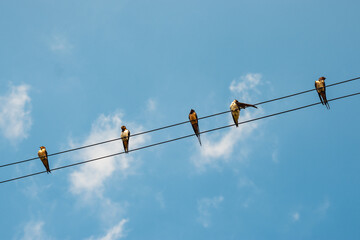 Swallows are sitting together with house martins on the wires