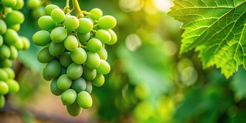 small green unripe grape on vine