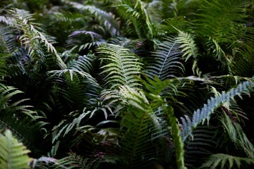 Closeup of lush green ferns in a dense forest