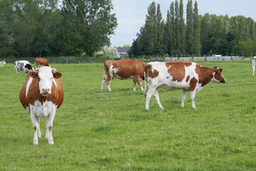 Obraz premium Cows Grazing in a Green Pasture in Flanders, Belgium 