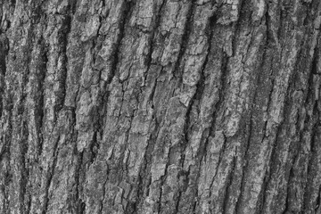 Gray grunge banner. Abstract stone background. The texture of the stone wall. 