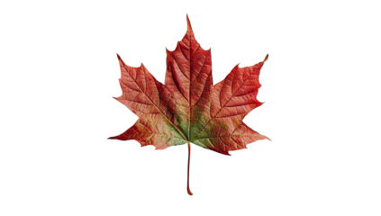 A red maple leaf on a transparent background PNG