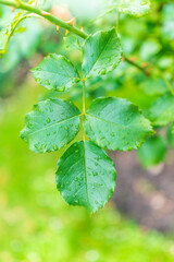 Branch of rose leaves with water drop