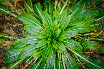A detailed close-up of a green plant with lush leaves spreading on the forest floor, surrounded by pine needles. The vibrant leaf veins and natural textures create a fresh, earthy scene.