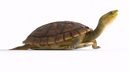 tortoise with white background