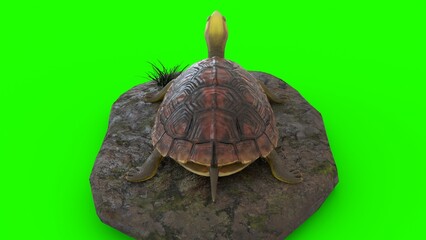turtle climbing on a rock with green background
