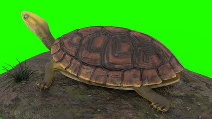 turtle climbing on a rock with green background