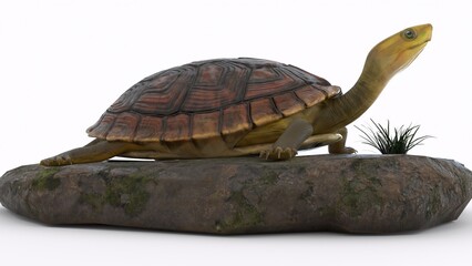 turtle climbing on a rock with white background