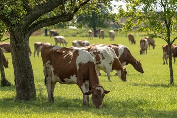 Herd of cows grazing peacefully under trees in a sunny green pasture