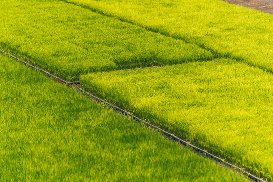 Green farm sprinkler automatic Watering machine Rice Field Green agriculture ecosystem Asian rice paddy field Thailand green farm. Harvest agriculture planting cultivation green rice terraces garden