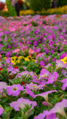 Flower beds with pink petunia flowers in miracle garden in Dubai, United Arab Emirates. Vertical image