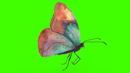 colorful butterfly with green background