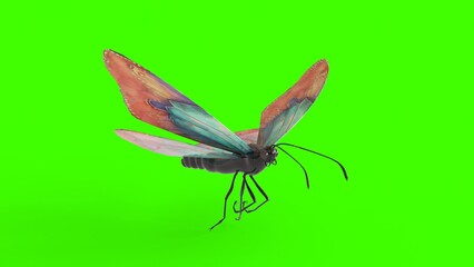 colorful butterfly with green background