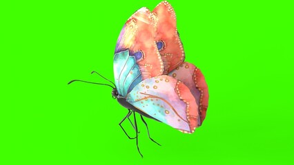 colorful butterfly with green background