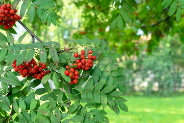 Red rowan berry or bird berry, mountain ash in autumn garden.