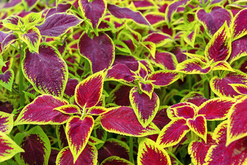 Obraz premium Multi-coloured Leaves of Coleus or Flame Nettle, Plectranthus Scutellarioides Heirloom.