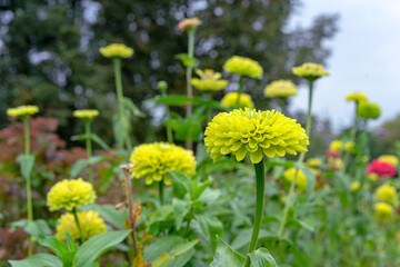 Yellow-green zinnias bloom in the summer garden.