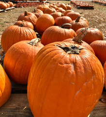 Pumpkins