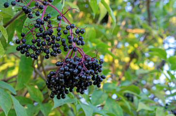 Black berries Еlderberry Sambucus nigra, used to make dye, syrup, jam and drinks.
