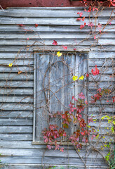 Deatil of an old rustic shut window surrounded with vines