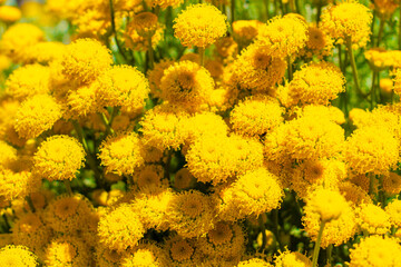 Santolina chamaecyparissus, cotton lavender or lavender-cotton shrub lit by the sun, close view, selective focus, texture background