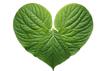 Heart-shaped leaves displaying vibrant green hues on a white isolated background.