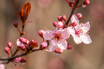 Cherry Blossom