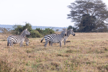 Naklejka premium Steppenzebras 