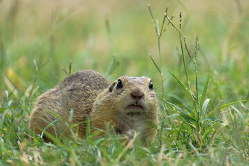 Portrait of a funny looking european Ground Squirrel also known as 