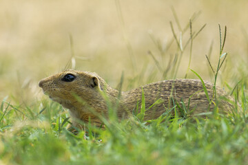 Portrait of a european Ground Squirrel also known as 