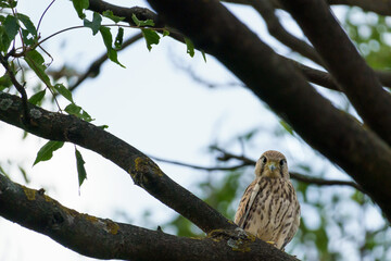 A brown european kestrel (Falco tinnunculus) sitting on a branch in a tree