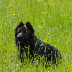 a purebred german shepard dog sitting in the grassland