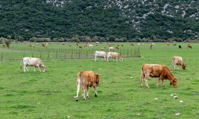 Fototapeta premium A large grass meadow, field, with a large herd of farm cattle feeding on the green grass.