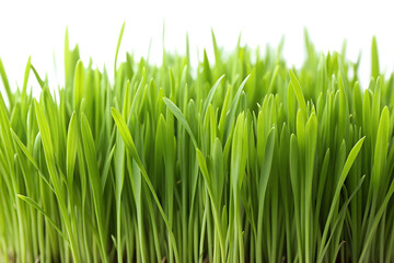 Obraz premium green grass closeup isolated on transparent background