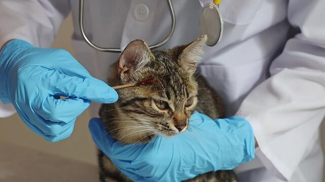 A young girl veterinarian smears a kitten s face with iodine in the clinic.