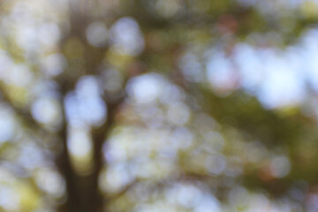 The green tree blurry bokeh