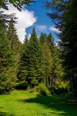 Beautiful forest scene with green grass and lush trees under a blue sky