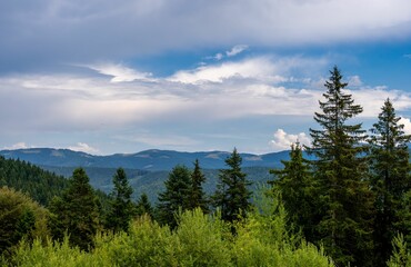 Fototapeta premium Beautiful view of lush green trees with mountains in the background