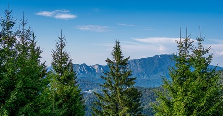 Beautiful view of lush green trees with mountains in the background