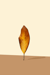 Colors of autumn on dry leaf. Autumn colors aesthetic. Copy space. Minimal concept.