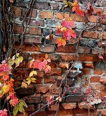 Winobluszcz pięciolistkowy - kolorowe pnącze. Naturalna ozdoba ogrodzeń, płotów, starych murów i  ścian domów © grzegorz