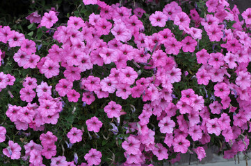 Surfinia blooms in the flower garden