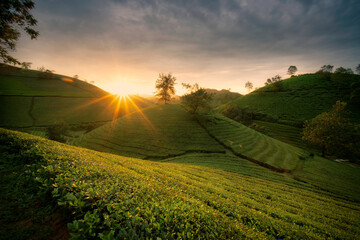 Sunset, green tea plantation at Long Coc, Vietnam